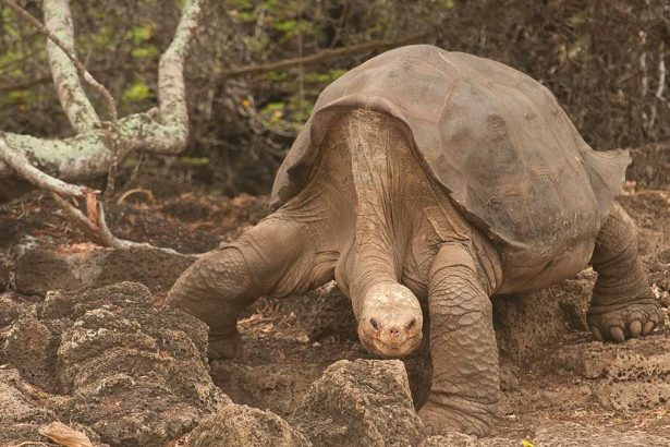 The Extinctions We Watched Happen