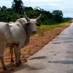 The new economy of the Amazon