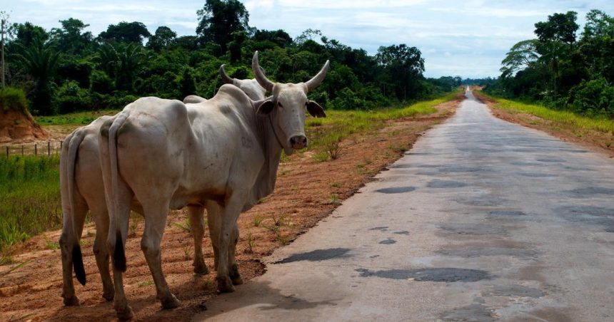 The new economy of the Amazon