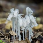 The power of fungal networks