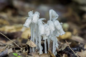 The power of fungal networks