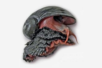 To celebrate Endangered Species Day, meet the scaly-foot snail, the most metal animal in the world