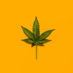What we know—and what we don’t—about marijuana’s health effects