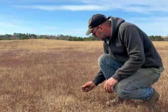 Wild blueberry farms across Maine suffer as climate change upends growing seasons