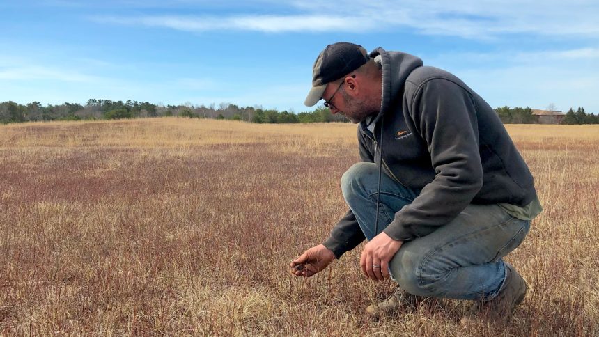Wild blueberry farms across Maine suffer as climate change upends growing seasons
