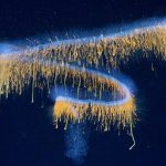31 Haunting New Deep-Sea Species Discovered Off The Coast of Brazil : ScienceAlert