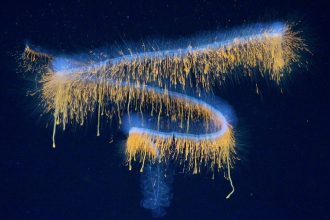 31 Haunting New Deep-Sea Species Discovered Off The Coast of Brazil : ScienceAlert