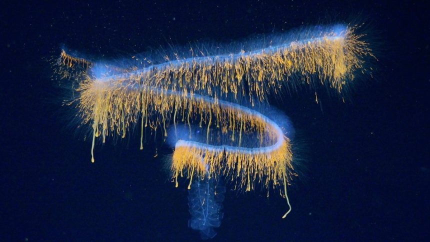 31 Haunting New Deep-Sea Species Discovered Off The Coast of Brazil : ScienceAlert