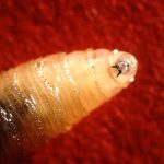 A flesh-eating New World screwworm was just found in a Texas cow—here’s what to know