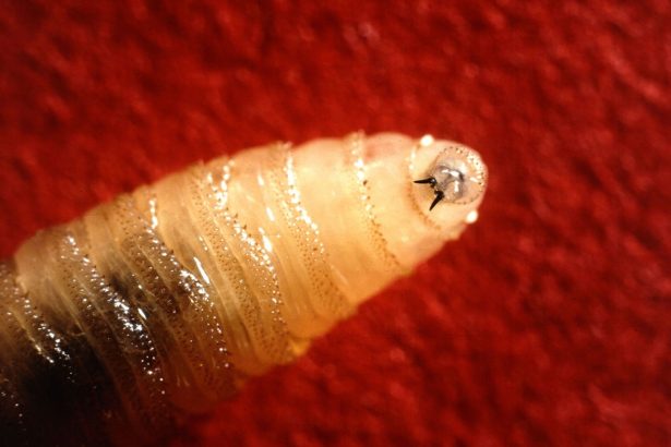 A flesh-eating New World screwworm was just found in a Texas cow—here’s what to know