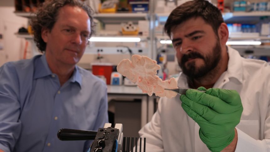 A science powerhouse bets on genetic therapy to beat brain disorders : NPR