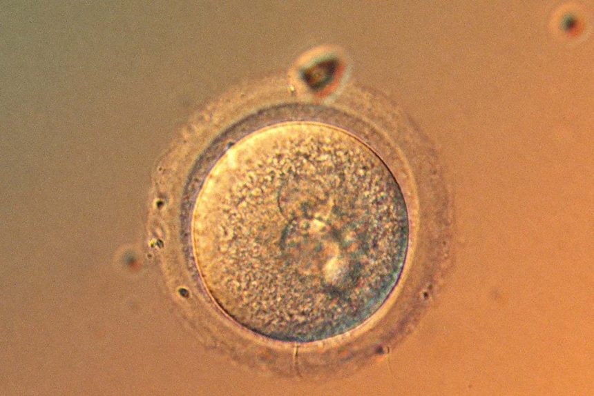 Are we getting to the point where it’s safe to gene-edit babies?
