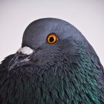 Chaotic pigeons are helping redefine what we know about learning
