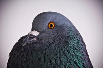 Chaotic pigeons are helping redefine what we know about learning