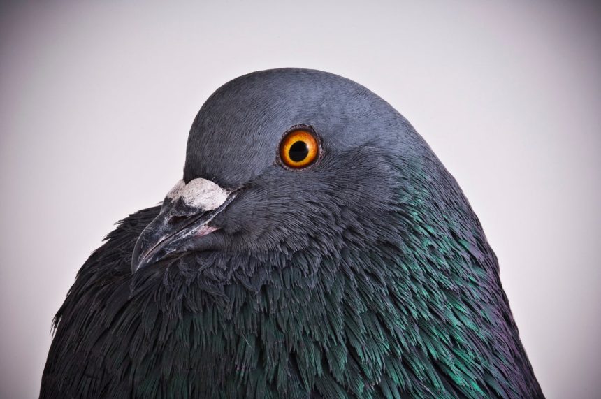 Chaotic pigeons are helping redefine what we know about learning