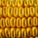 Corn Shrugging Off Early Weakness for Midday Gains