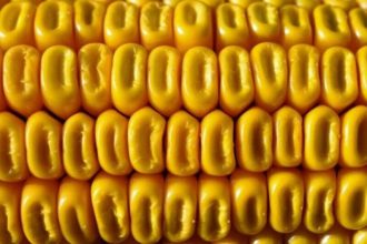 Corn Shrugging Off Early Weakness for Midday Gains