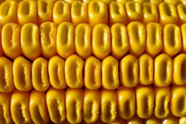Corn Shrugging Off Early Weakness for Midday Gains