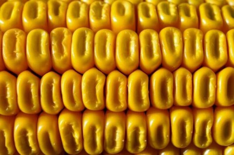 Corn Shrugging Off Early Weakness for Midday Gains