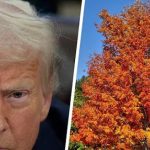 Donald Trump Is Now Spending His Days Counting Trees In The Park