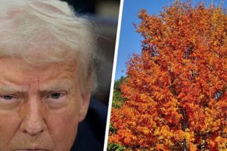 Donald Trump Is Now Spending His Days Counting Trees In The Park