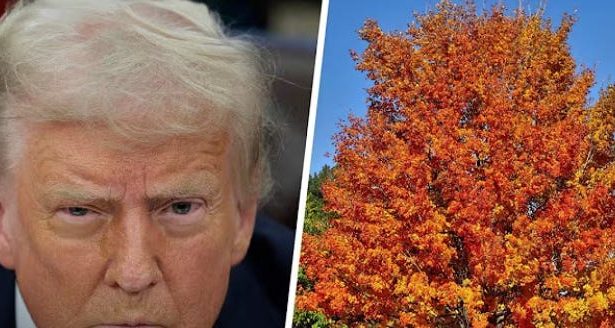Donald Trump Is Now Spending His Days Counting Trees In The Park