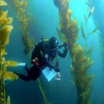 Efforts to save kelp forests from ocean warming are ramping up