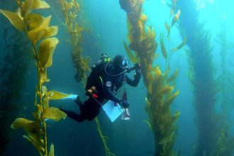 Efforts to save kelp forests from ocean warming are ramping up