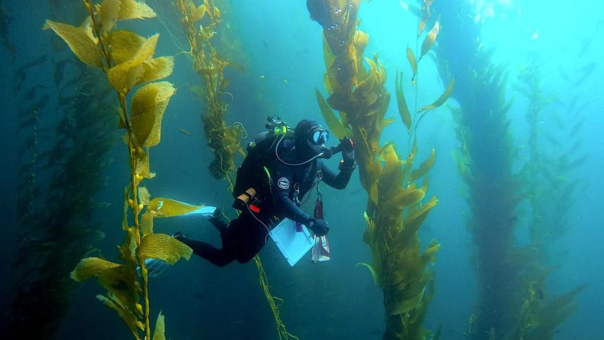 Efforts to save kelp forests from ocean warming are ramping up