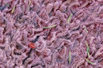 Faecal transplant makes the brains of old mice act young again