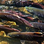 For Two Decades, the Salmon Count Was Wrong and Puget Sound’s Orcas Paid the Price