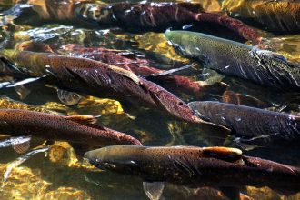 For Two Decades, the Salmon Count Was Wrong and Puget Sound’s Orcas Paid the Price