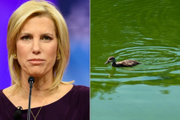 Fox News Host Blames Dems For Reflecting Pool Issues And Critics Aren’t Having It
