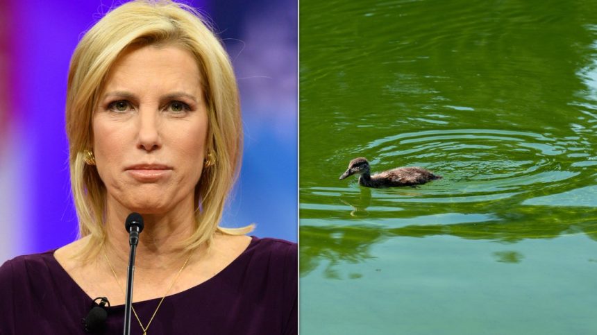 Fox News Host Blames Dems For Reflecting Pool Issues And Critics Aren’t Having It