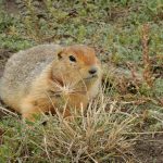 Frozen squirrel scat preserves ancient DNA from hundreds of species