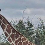 Gracie The Giraffe Rescued After Two Weeks On The Lam
