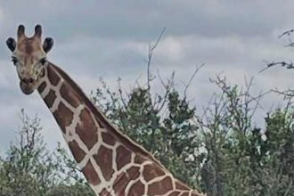Gracie The Giraffe Rescued After Two Weeks On The Lam