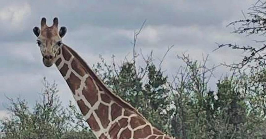 Gracie The Giraffe Rescued After Two Weeks On The Lam
