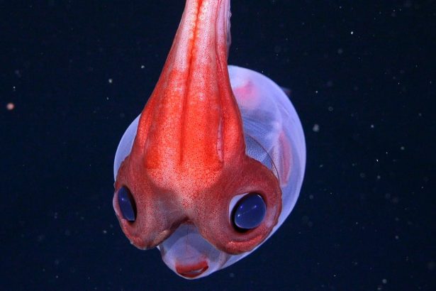 Hidden Coral World The Size of Vatican City Found Deep Beneath The Ocean : ScienceAlert