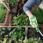 How To Grow Lots of Veggies in Small Spaces