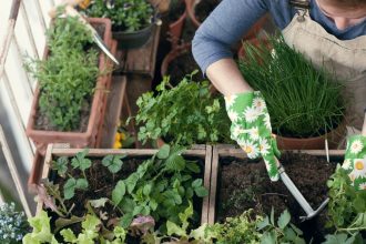 How To Grow Lots of Veggies in Small Spaces