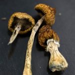 Huge Psilocybin Dose Has Incredible Effect on Elderly Dementia Patient : ScienceAlert