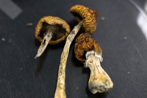 Huge Psilocybin Dose Has Incredible Effect on Elderly Dementia Patient : ScienceAlert