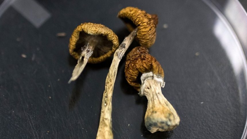 Huge Psilocybin Dose Has Incredible Effect on Elderly Dementia Patient : ScienceAlert
