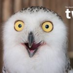 Iceman Microbes, Bawdy Birds, And Much More! : ScienceAlert