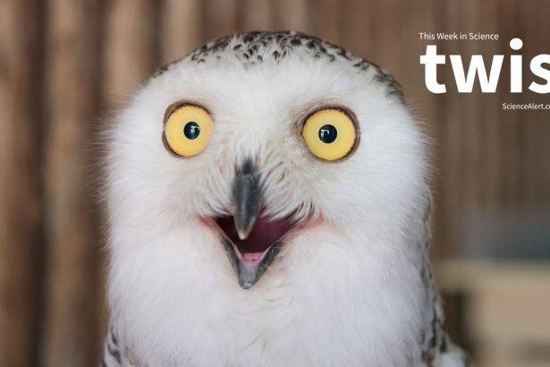 Iceman Microbes, Bawdy Birds, And Much More! : ScienceAlert