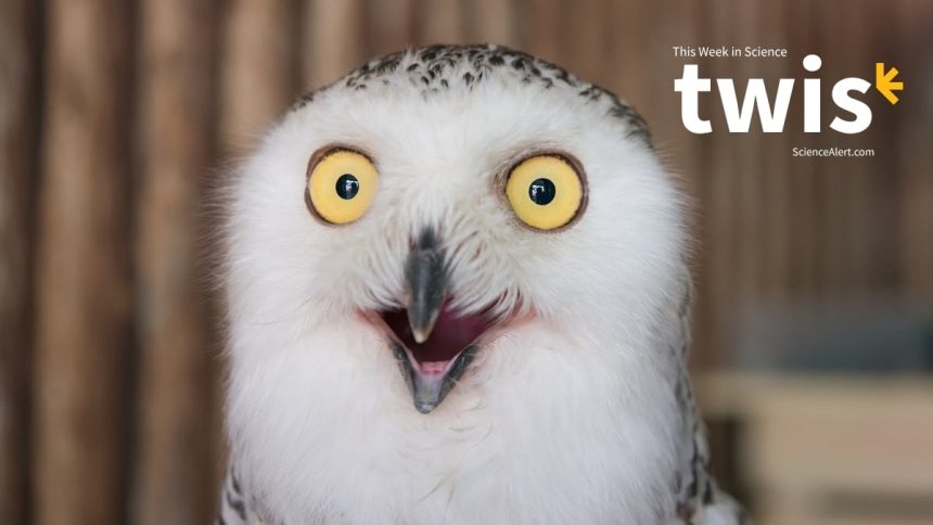 Iceman Microbes, Bawdy Birds, And Much More! : ScienceAlert