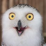 It Turns Out Birds Masturbate Too, And Evolution May Explain Why : ScienceAlert