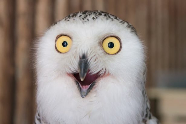 It Turns Out Birds Masturbate Too, And Evolution May Explain Why : ScienceAlert