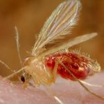 Parasites ‘Reawaken’ Woman’s Rare Birth Anomaly Decades Later : ScienceAlert